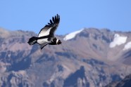 Andean Condor Nature Travel Birding