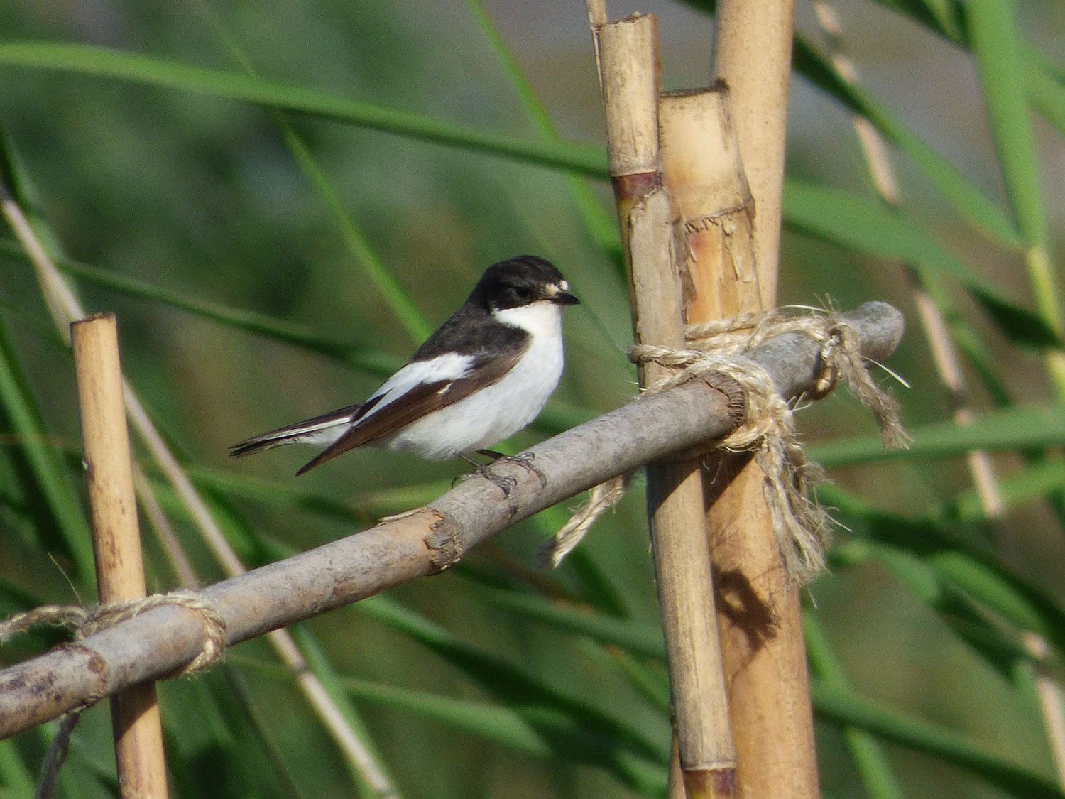 Spain Nature Travel Birding