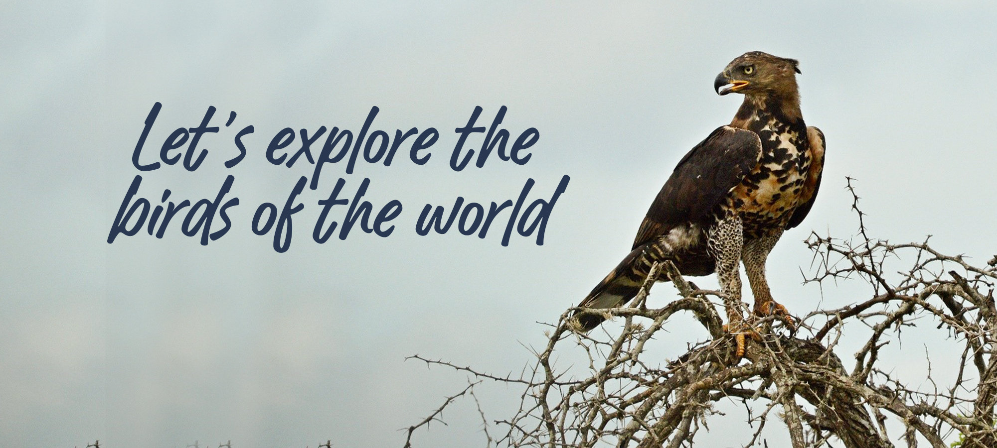 Nature Travel Birding