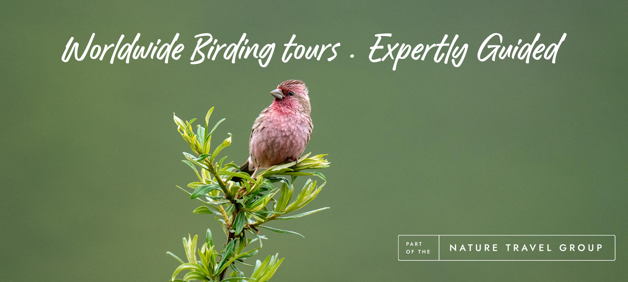 Nature Travel Birding
